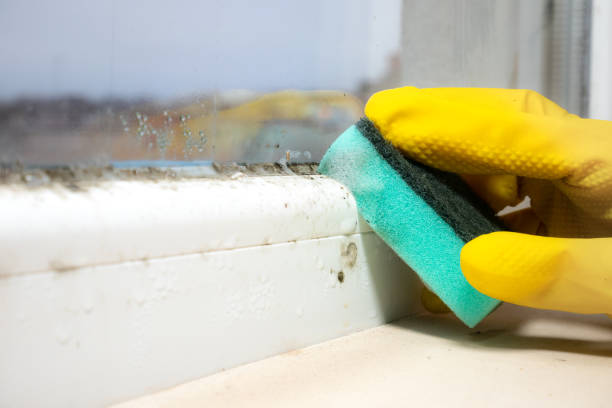 Best Professional Mold Removal  in Lithia Springs, GA
