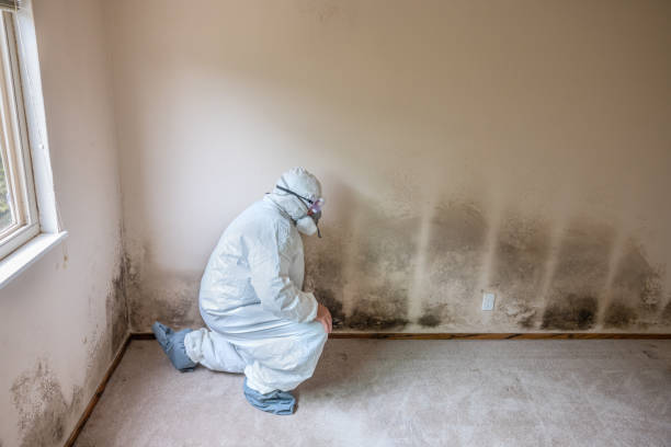 Best Commercial Mold Removal  in Lithia Springs, GA